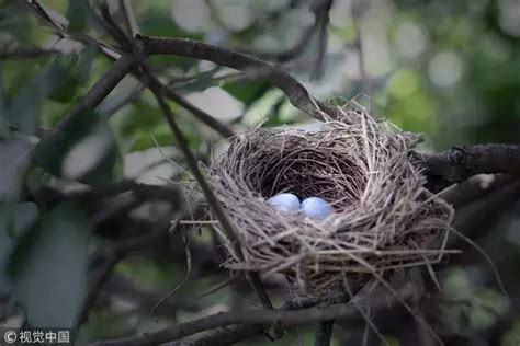 鳥在家築巢風水|【鳥在家裡築巢】鳥兒在家裡築巢預示什麼？風水專家。